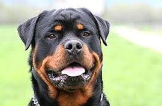 perro%20de%20presa.jpeg