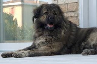 cane%20da%20serra%20da%20estreilla.jpeg