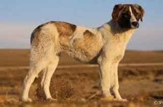 boerboel.jpeg
