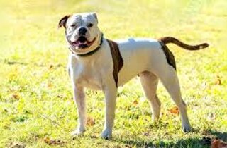 cane%20da%20pastore%20dellâanatolia.jpeg