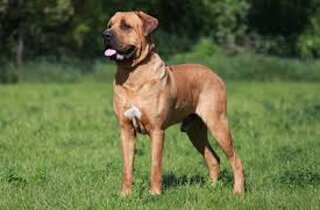 american%20staffordshire.jpeg