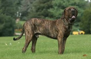 staffordshire%20bull.jpeg