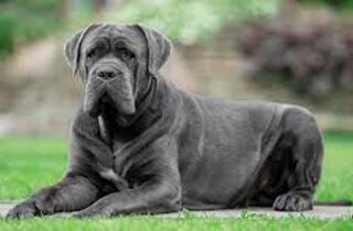 bulldog.jpeg