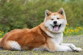 bandog.jpeg