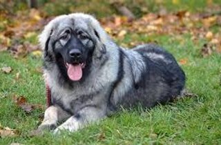 cane%20da%20pastore%20dellâasia%20centralw.jpeg