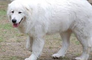 cane%20da%20pastore%20del%20caucaso.jpeg