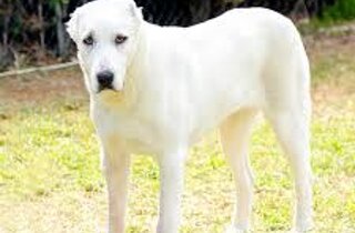 cane%20da%20pastore%20maremmano%20abruzzese.jpeg