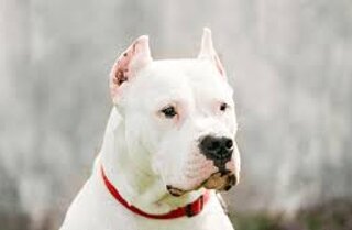 american%20pit%20bull.jpeg