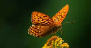 ce6c0d453e7433c8ba5aa199d7aab978bddcd190