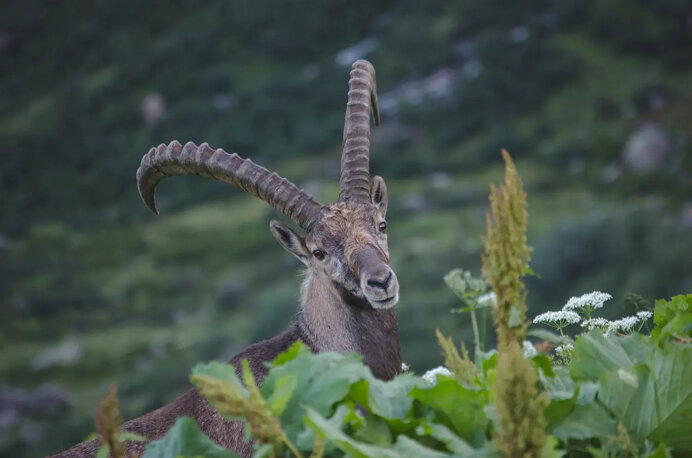 stambecco_ilaria selvaggio.jpeg