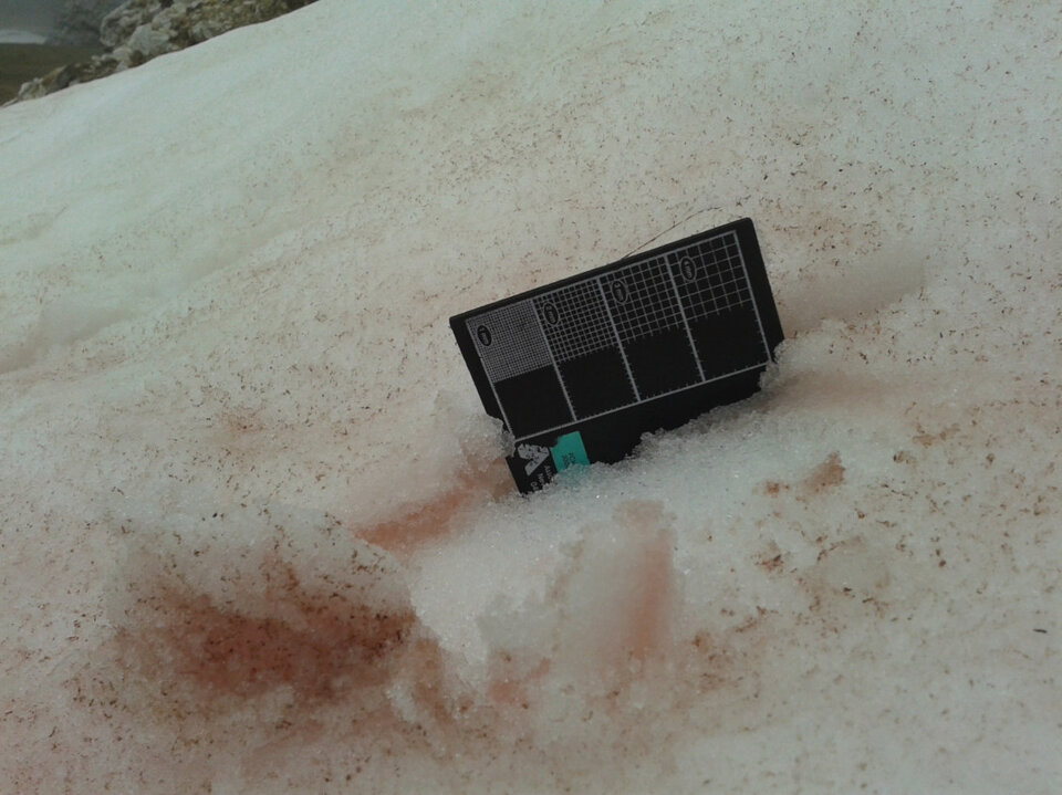 Alga verde che da colorazione rossa