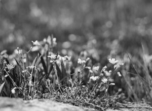 _dsc6742.jpeg