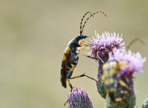 _dsc3413_1.jpeg