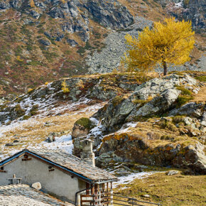 The yellow tree