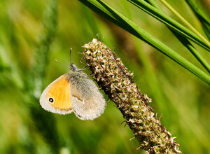 _dsc3295.jpeg