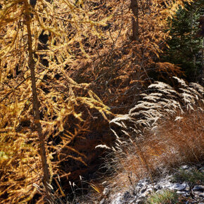 Foliage in the woods