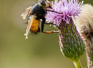 _dsc3262_1.jpeg