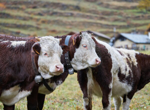 e83c89ce07a870fd5feea4d2134ba5ccec971c1e