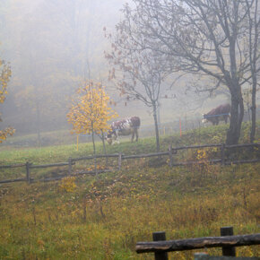 Ollomont's pastures