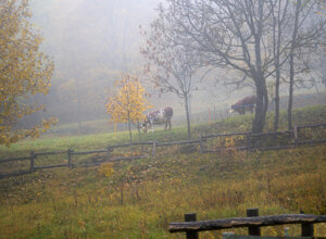 698f38d73b37282ffdef88bdeea1b93bea215f4d