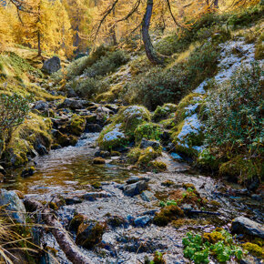 Foliage - Stream in the woods