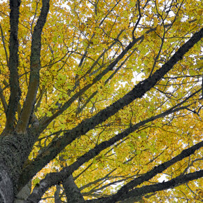 Autumn