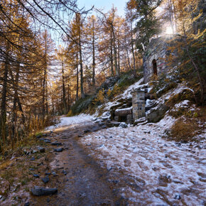 Foliage - The first snow