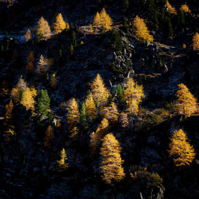 Foliage - Larches