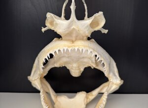 carcharhinus%20limbatus1.jpeg