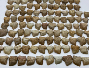 screen shot 2026-02-18 at 7.35.37 pm