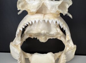 carcharhinus%20leucas1.jpeg