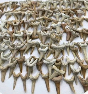 screen shot 2026-02-18 at 7.39.21 pm