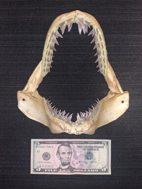 62555e8ac057e62843bd3f61e9a8fa9b10d3558b