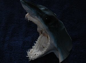 isurus%20oxyrinchus4.jpeg