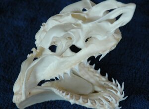 isurus%20oxyrinchus1.jpeg
