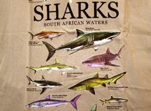 8e1658a81ead3b2385f4f832f952efed39bdb711