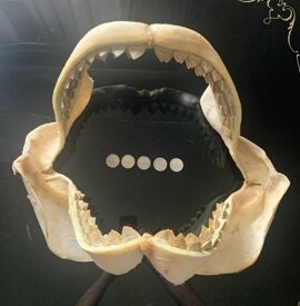 ac4446f59efe79e89e675255a1ba8257ec577f46