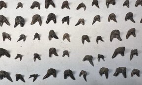 orthacanthus teeth.jpeg