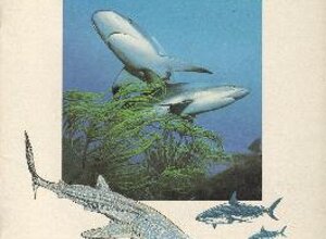riv34.jpeg