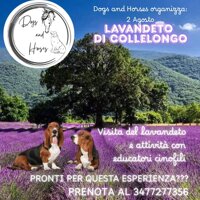 LAVANDETO COLLELONGO
