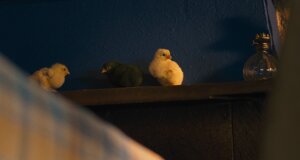 hen_8.jpeg hen_8.jpeg