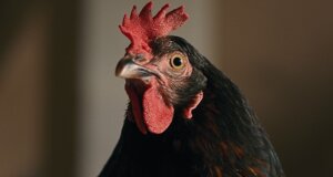 hen_13.jpeg hen_13.jpeg