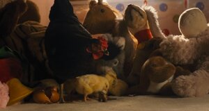 hen_2.jpeg hen_2.jpeg