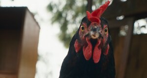 hen_16.jpeg hen_16.jpeg