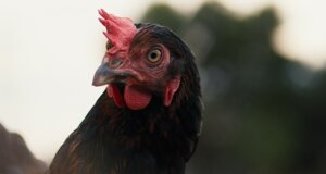 hen_9.jpeg hen_9.jpeg