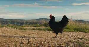 hen_14.jpeg hen_14.jpeg