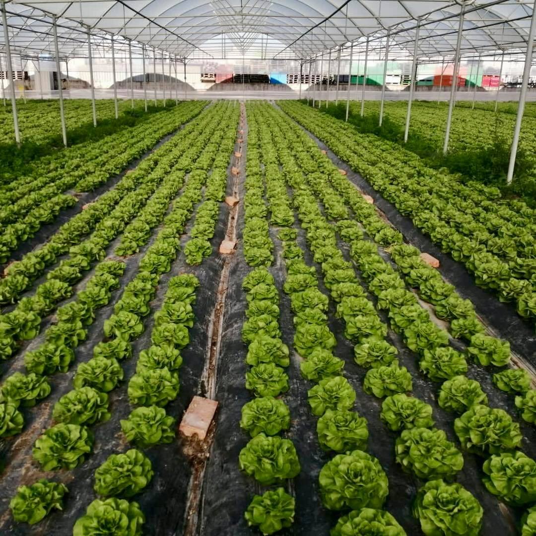 Zero chimica di sintesi? Risultati ottenuti.