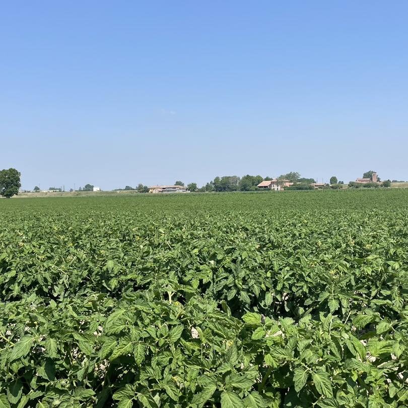 60 ettari di pomodoro da industria in pieno campo totalmente sostenibili.