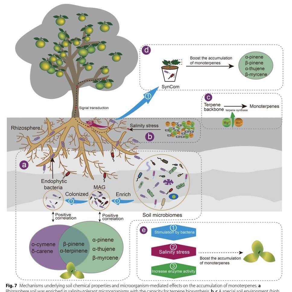 Il profumo dei mandarini e l’approccio sistemico. Il profumo dei mandarini e l’approccio sistemico.