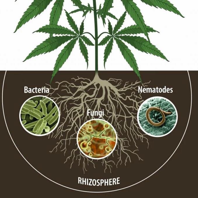 LA NATURA NON SI BREVETTA!!!!!!